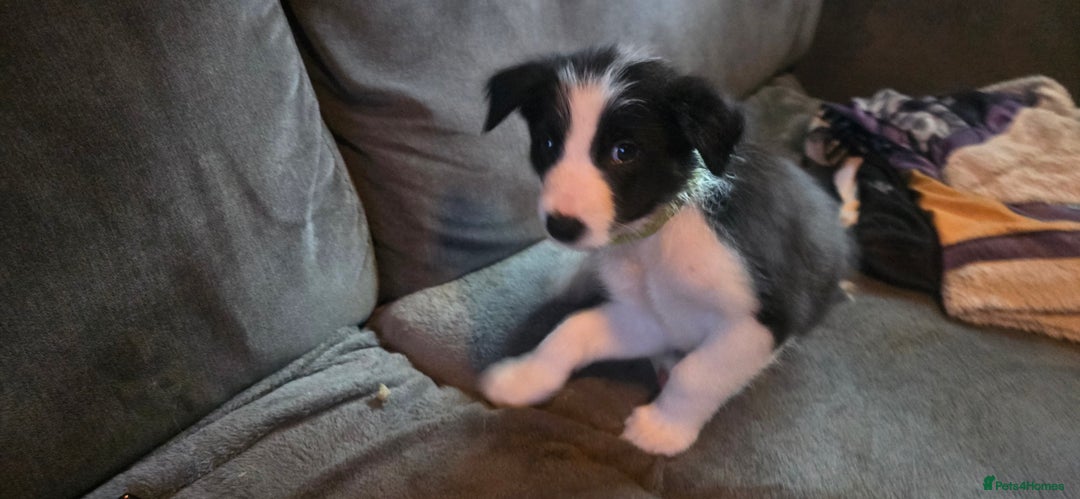 Border Collie dogs for sale: 9 border collie pups  - Image 10