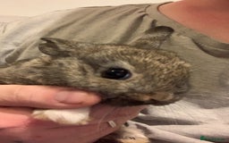 Lionhead rabbits for sale: 4 baby bunnys for sale - Image 6