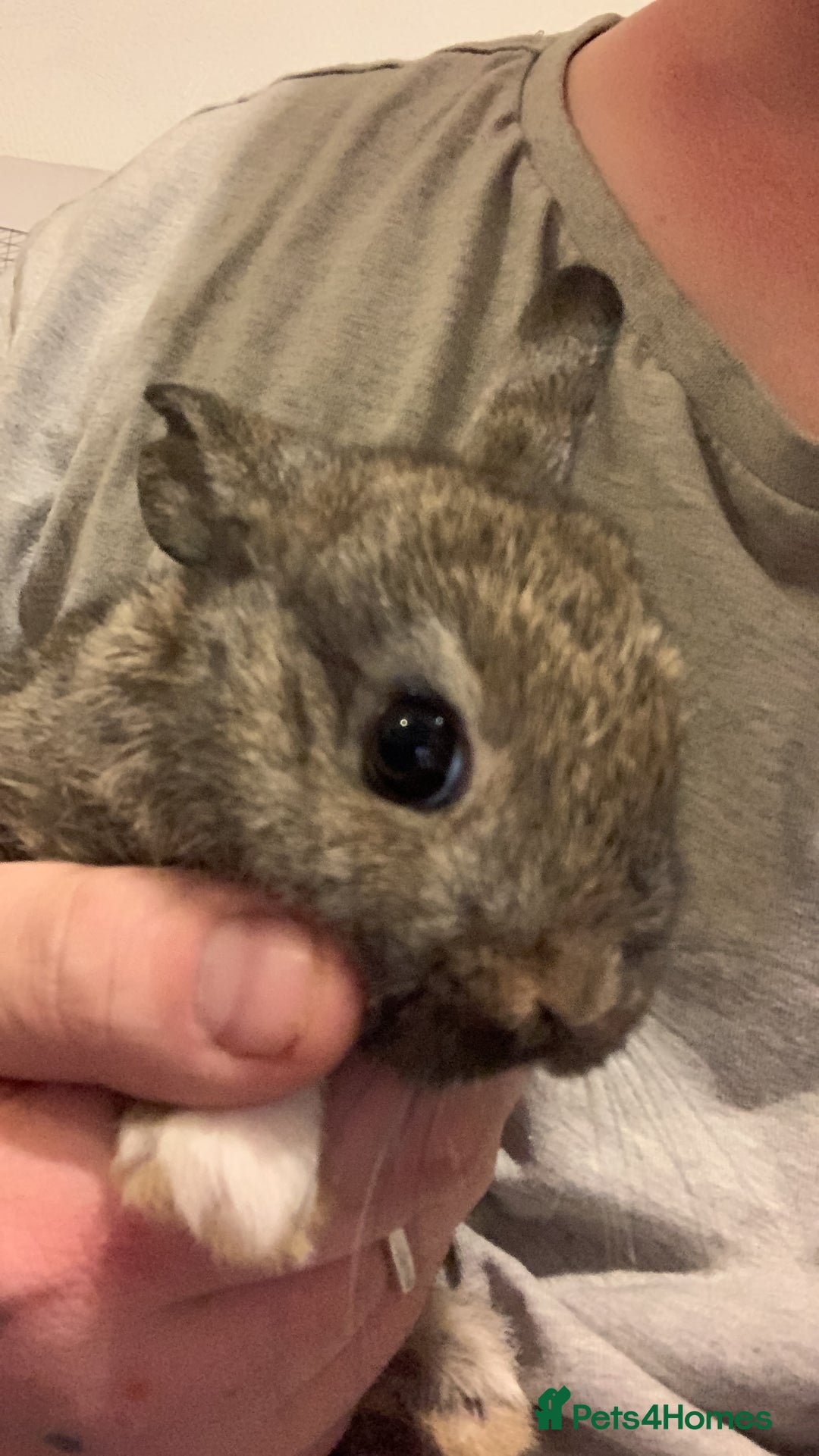 Lionhead rabbits for sale: 4 baby bunnys for sale - Image 6