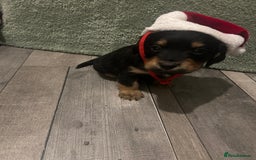 Sprocker dogs for sale: 7 beautiful sprockers for sale  - Advert 4