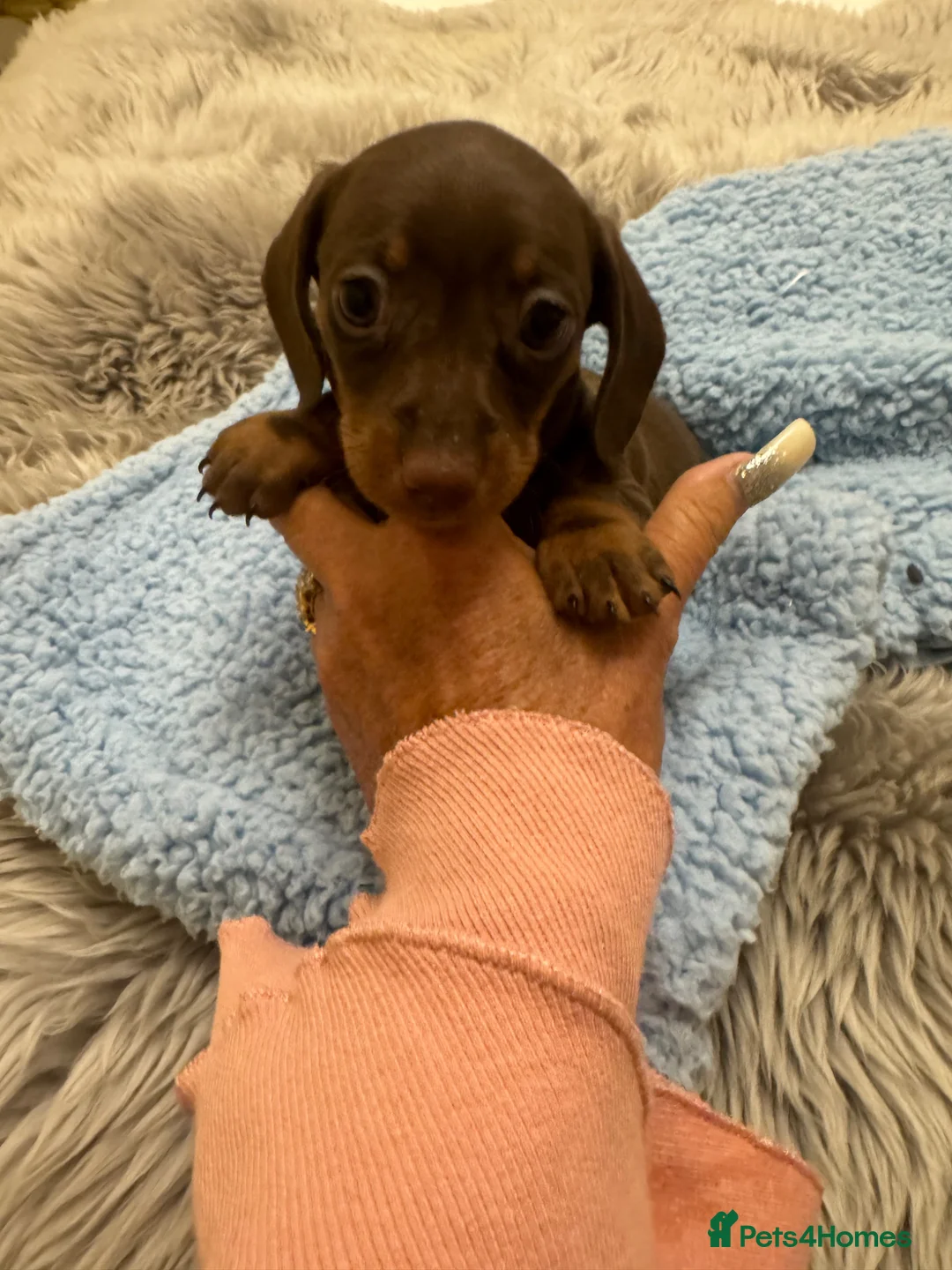 Miniature Dachshund dogs for sale: Minature Daxi Pups  in Leighton Buzzard - Advert 2