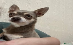 Chihuahua dogs for sale: 4 year old male Chihuhaha looking for home  - Image 1