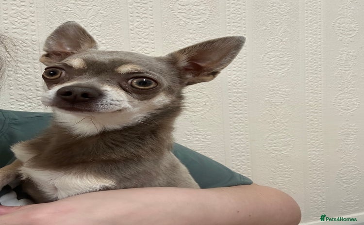 Chihuahua dogs - Advert 4