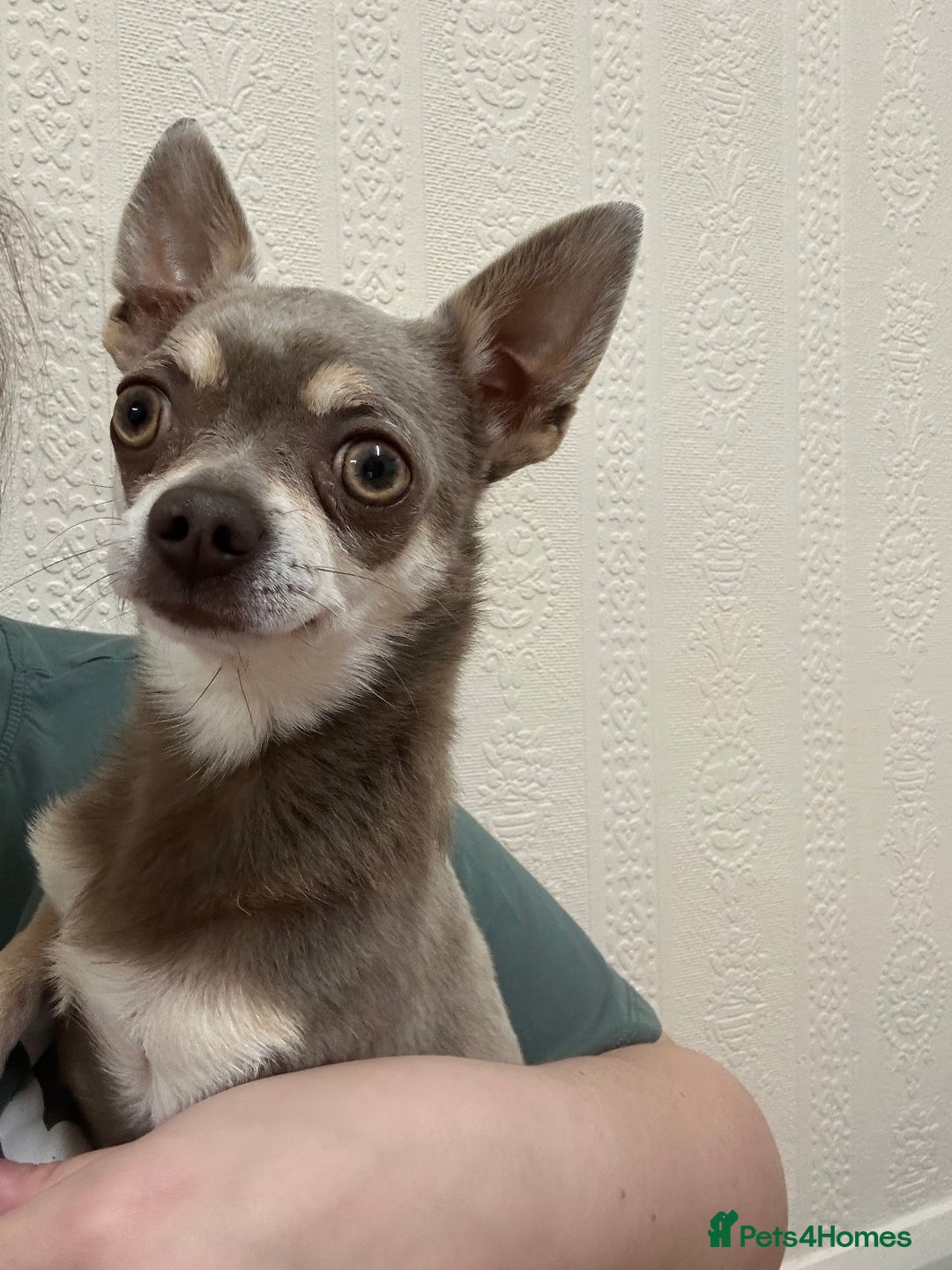Chihuahua dogs for sale: 4 year old male Chihuhaha looking for home  - Image 1