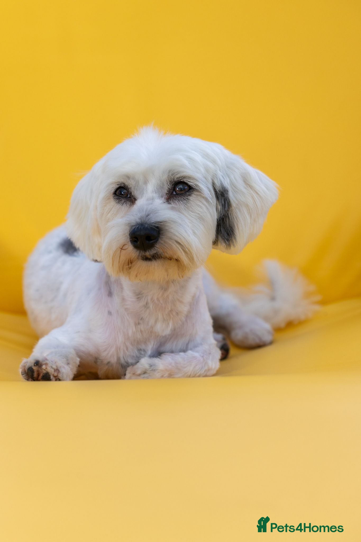 Mixed Breed dogs Regina - nickname - Reggie - Advert 1