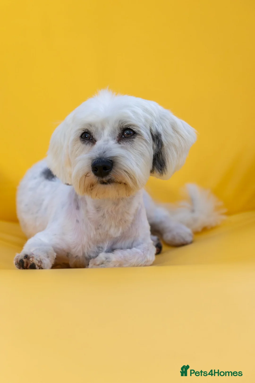 Mixed Breed dogs for adoption: Regina - nickname - Reggie - Advert 1