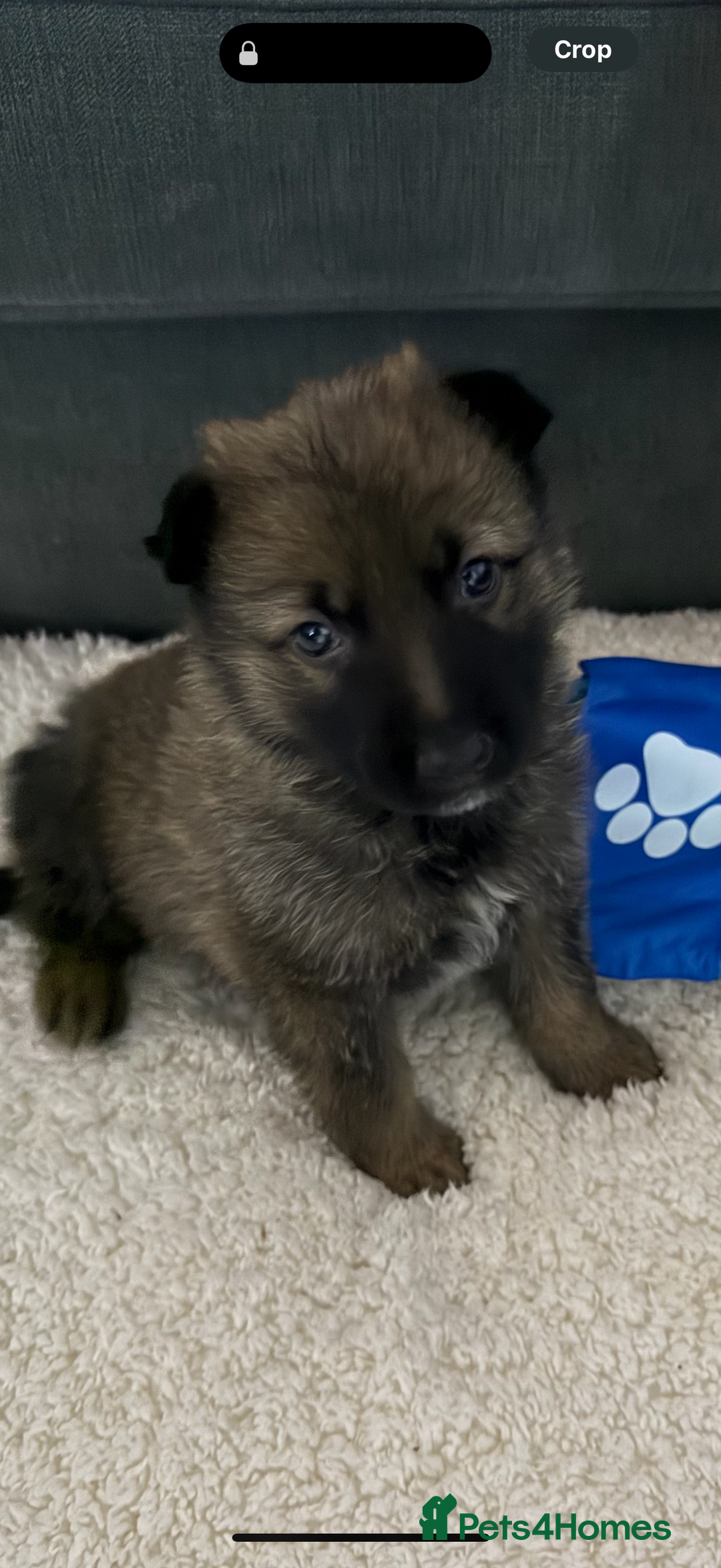 German Shepherd dogs for sale: German shepherd  - Advert 2