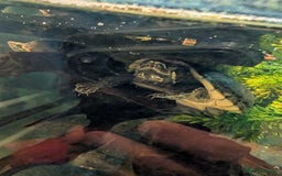 Turtle reptiles for sale: 2 Musk Turtles and 40 gallon tank set up - Image 5