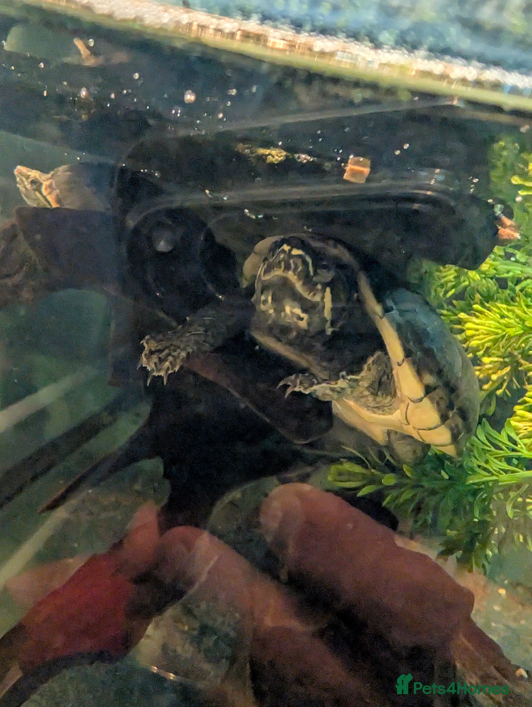 Turtle reptiles for sale: 2 Musk Turtles and 40 gallon tank set up - Image 5