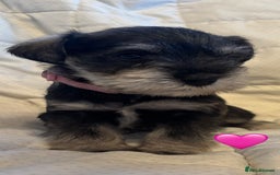 Miniature Schnauzer dogs for sale: Miniature Schnauzer Pups (White & Salt’n’Pepper) - Image 19