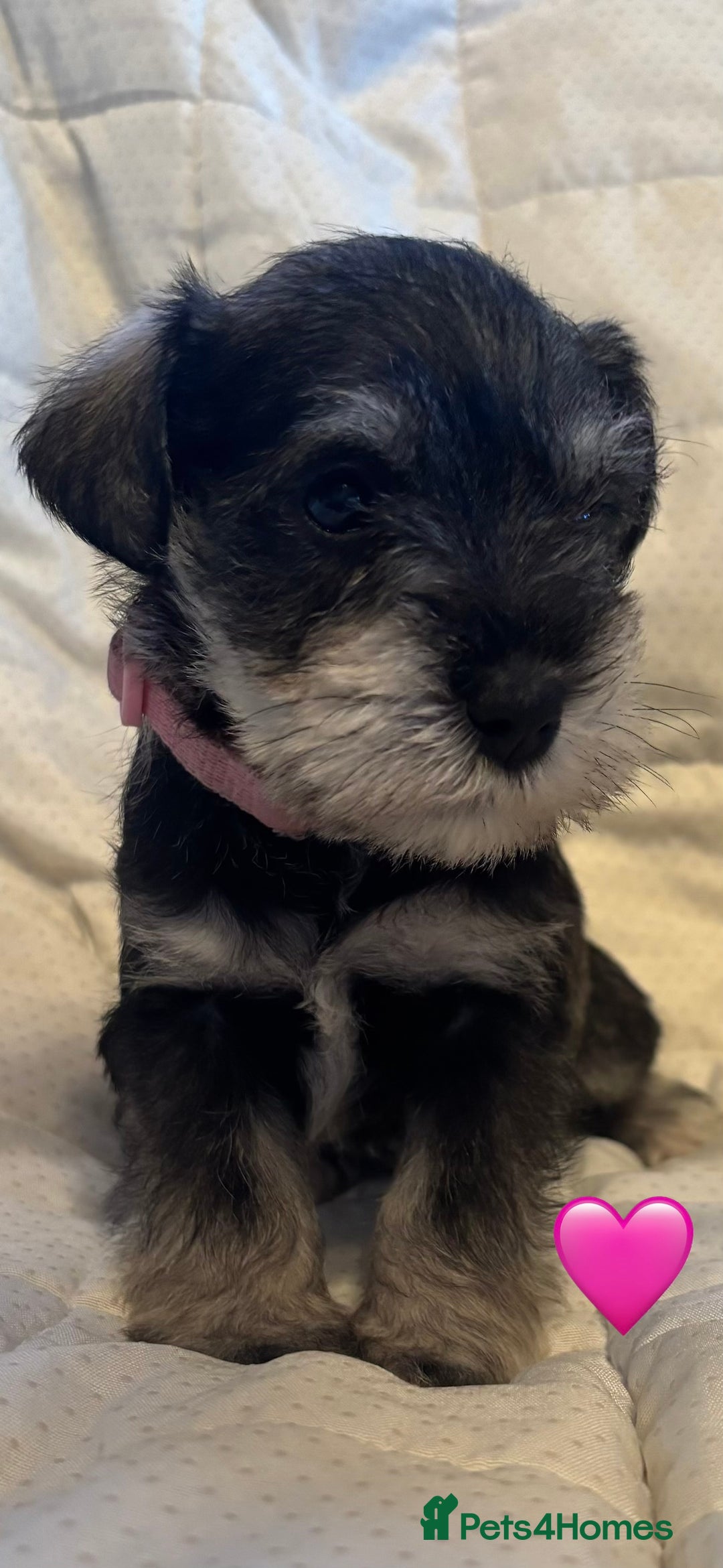 Miniature Schnauzer dogs for sale: Miniature Schnauzer Pups (White & Salt’n’Pepper) - Image 19