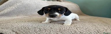 Miniature Dachshund 4