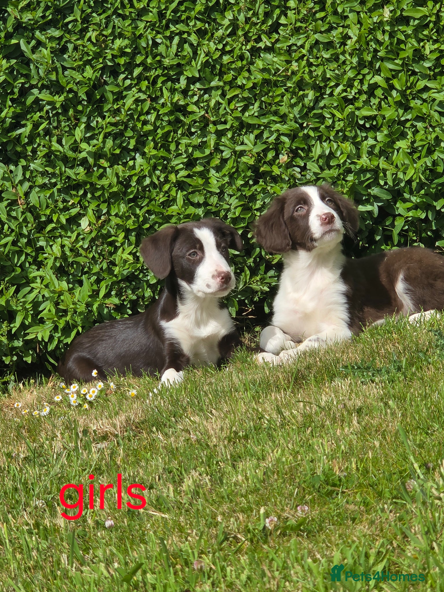 Sprollie dogs Sprollie  - Advert 1