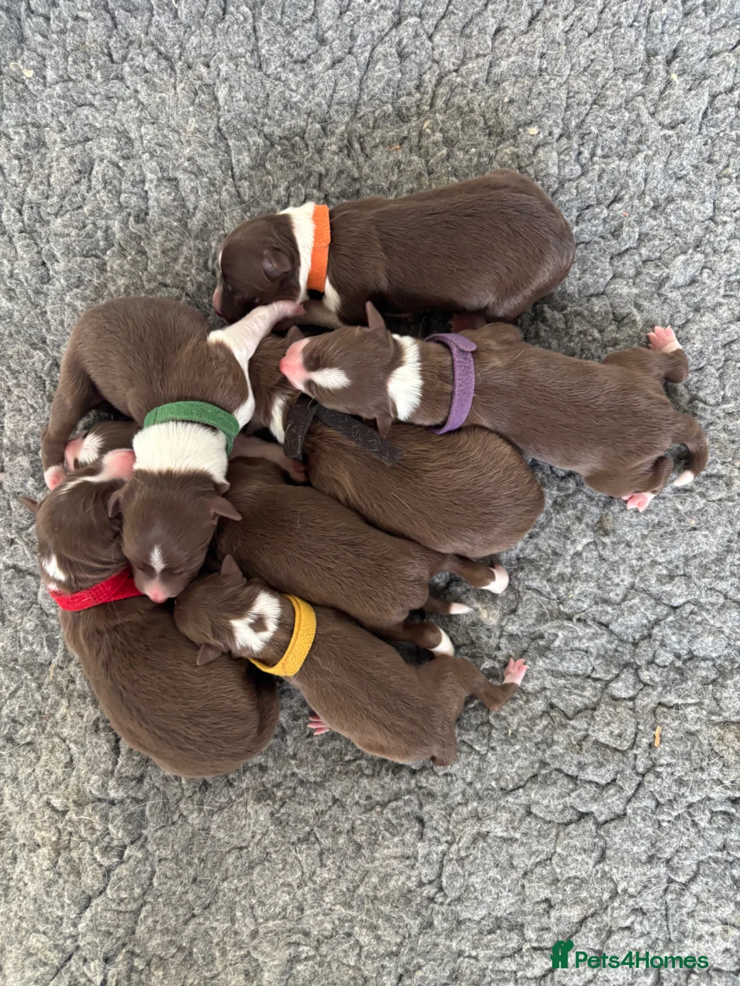 Border Collie dogs for sale: KC Registered 7 Red & White Border Collie Pups  - Advert 2