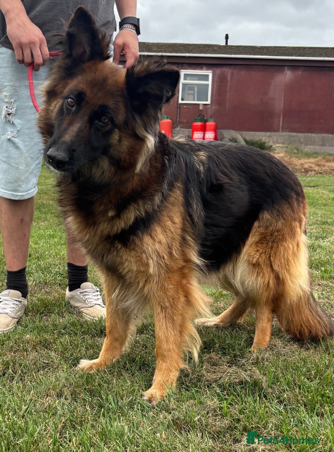 German Shepherd dogs for sale: 8 year old female German shepherd  - Advert 2