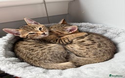 Bengal cats for sale: 2 bengal kittens left for sale to loving home - Image 2