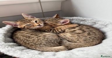 Bengal cats - Advert 14