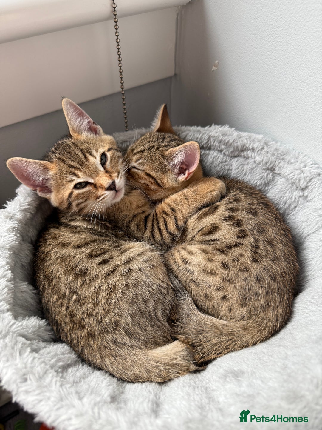 Bengal cats for sale: 2 bengal kittens left for sale to loving home - Image 2