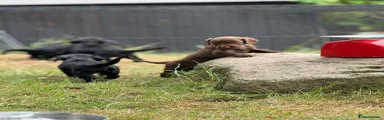Sprocker 4