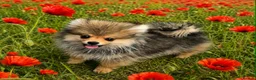 Pomeranian dogs for sale: 13 weeks Teddy bear face Pomeranian male puppies  - Advert 26