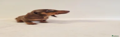 Miniature Dachshund 4