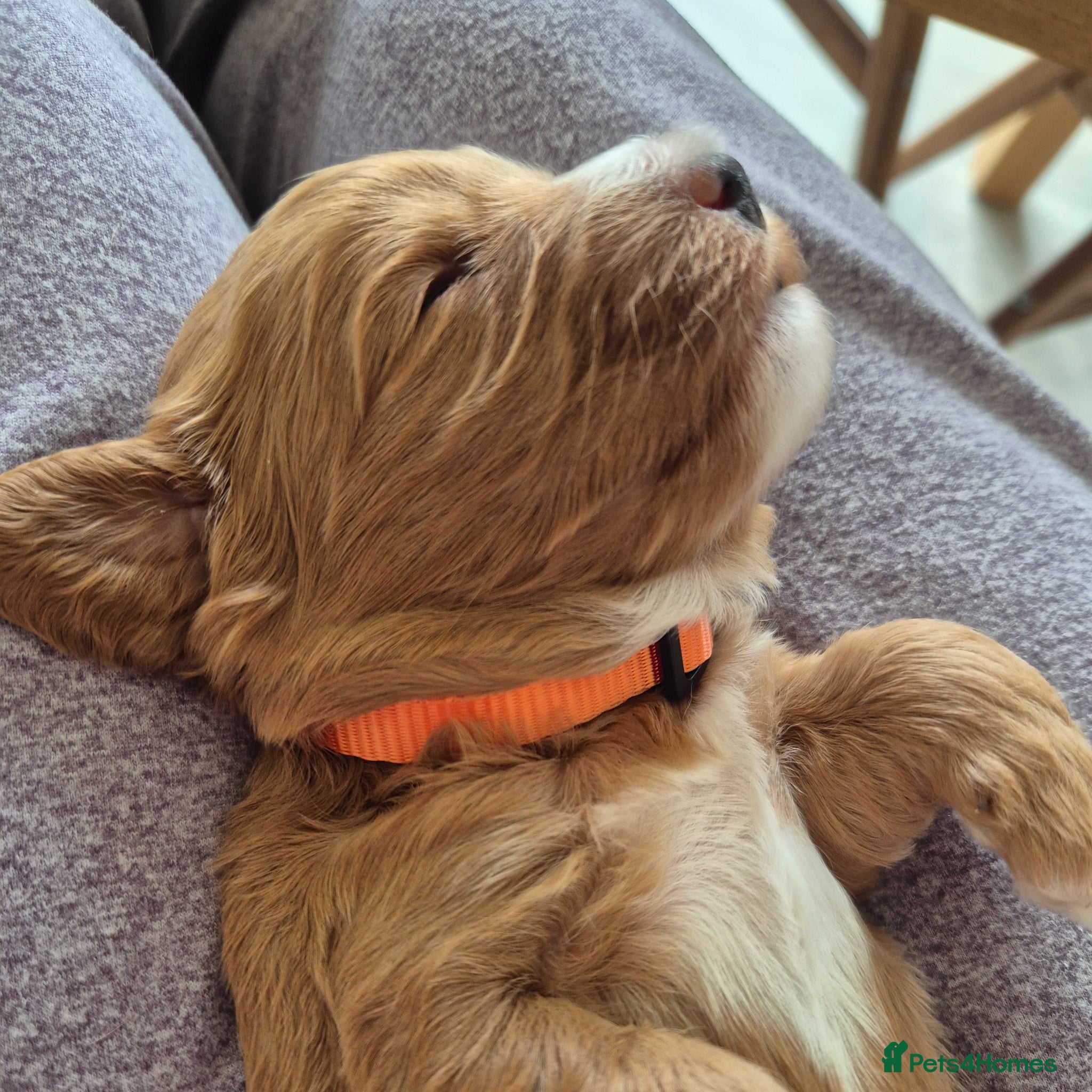 Cockapoo dogs Beautiful F1 cockapoo girl - Peach - Advert 11