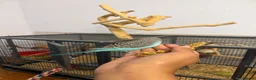 Budgerigars birds for sale: Hand Tame Baby Budgies - Advert 14