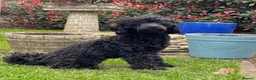 Toy Poodle dogs for sale: Black toy poodle in Manchester - Advert 39