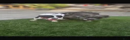 Jack Russell dogs for sale: Jack russel puppies  - Advert 8