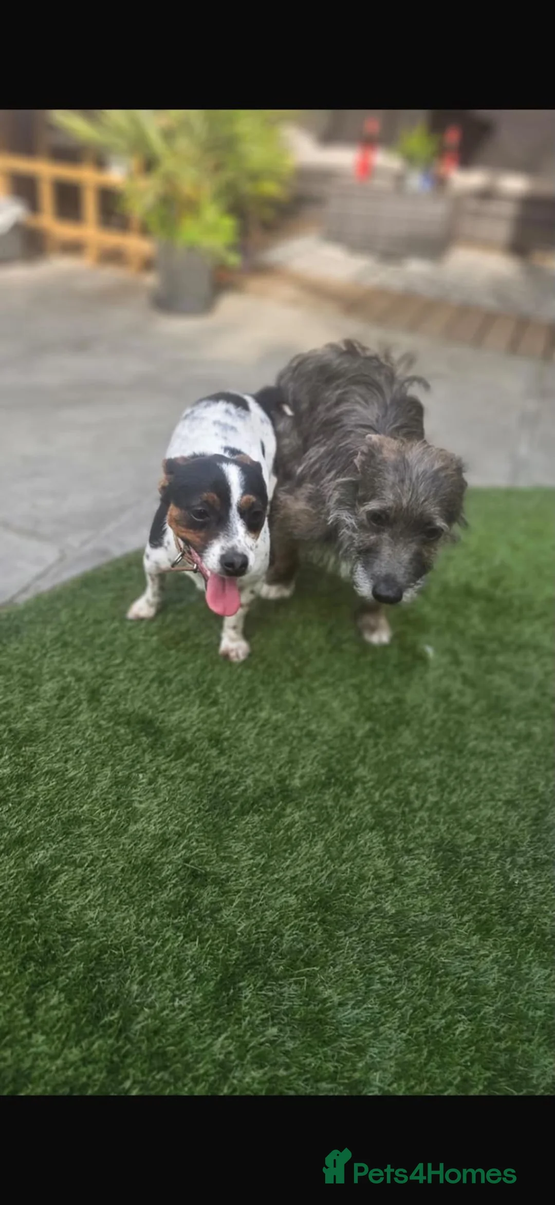 Jack Russell dogs for sale: Jack russel puppies  - Advert 8