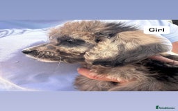 Cockapoo dogs for sale: Hi for sale is my 10 cockapoo puppy’s New  - Image 1