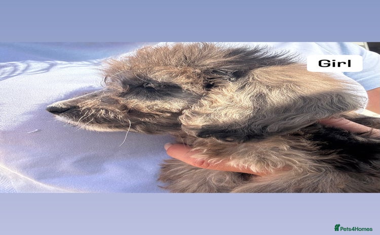 Cockapoo dogs - Advert 4