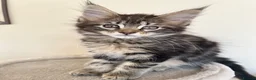 Maine Coon cats for sale: Maine coin kittens available for reservation  in Brighouse - Advert 4