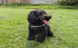 Toy Poodle dogs for sale: Cute Toy Poodle For Rehome - Image 4
