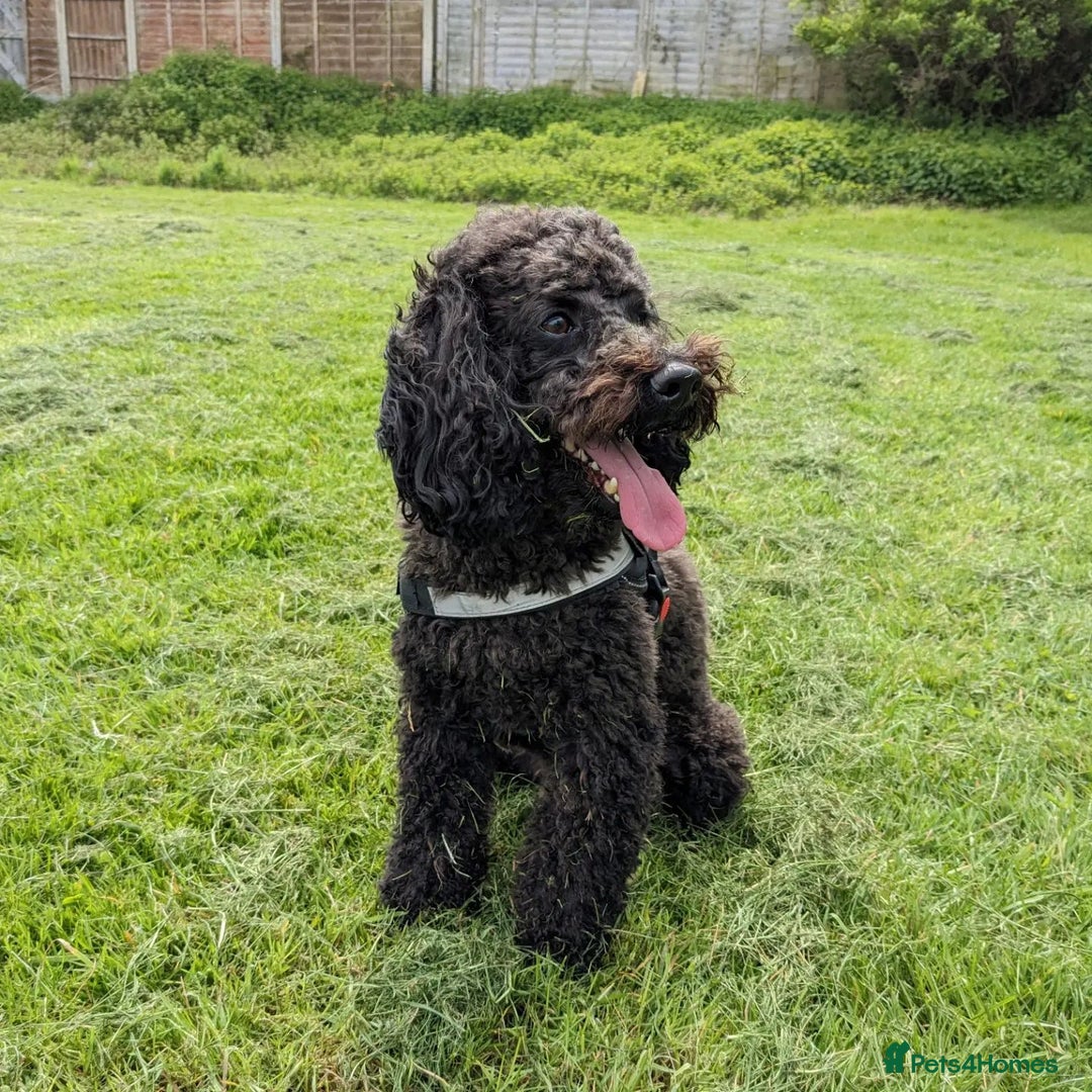 Toy Poodle dogs for sale: Cute Toy Poodle For Rehome - Image 4