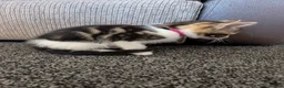 Domestic Shorthair cats for sale: Last 2 Tabby Kittens  - Advert 9