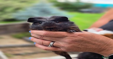 Guinea Pig rodents - Advert 3