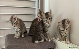 Mixed Breed cats for sale: Silver & brown British shorthair / bengal kittens  - Image 11
