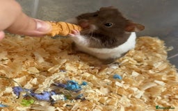 Hamster rodents for sale: Baby hamsters  - Image 17