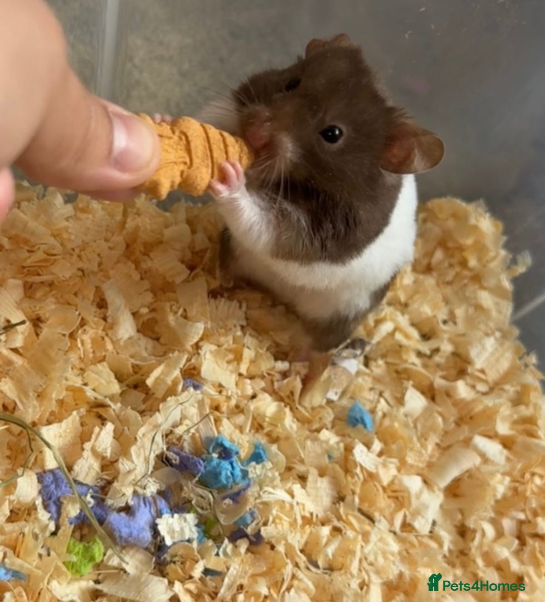 Hamster rodents for sale: Baby hamsters  - Image 17