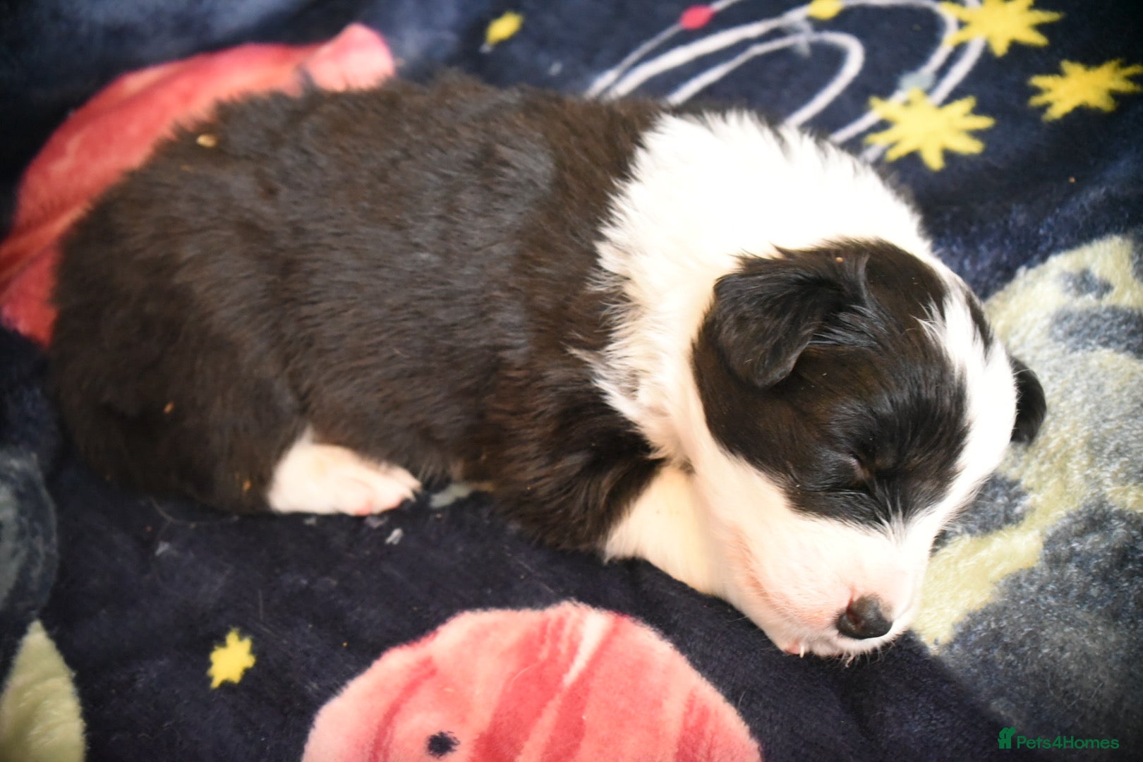 Border Collie dogs for sale: 1 health tested boy left - Advert 17