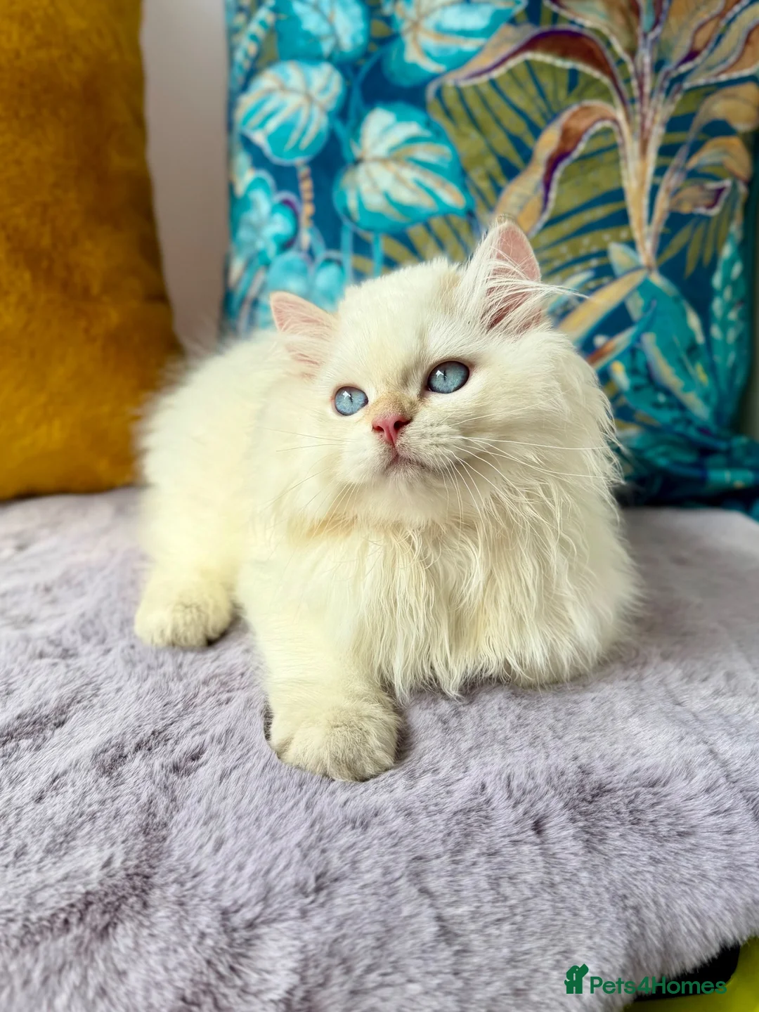 British Longhair cats for sale: Champion lines british longhair kittens - Advert 1