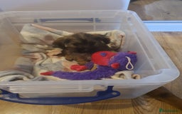 Mixed Breed dogs for sale: Chihuahua x boy - Image 3