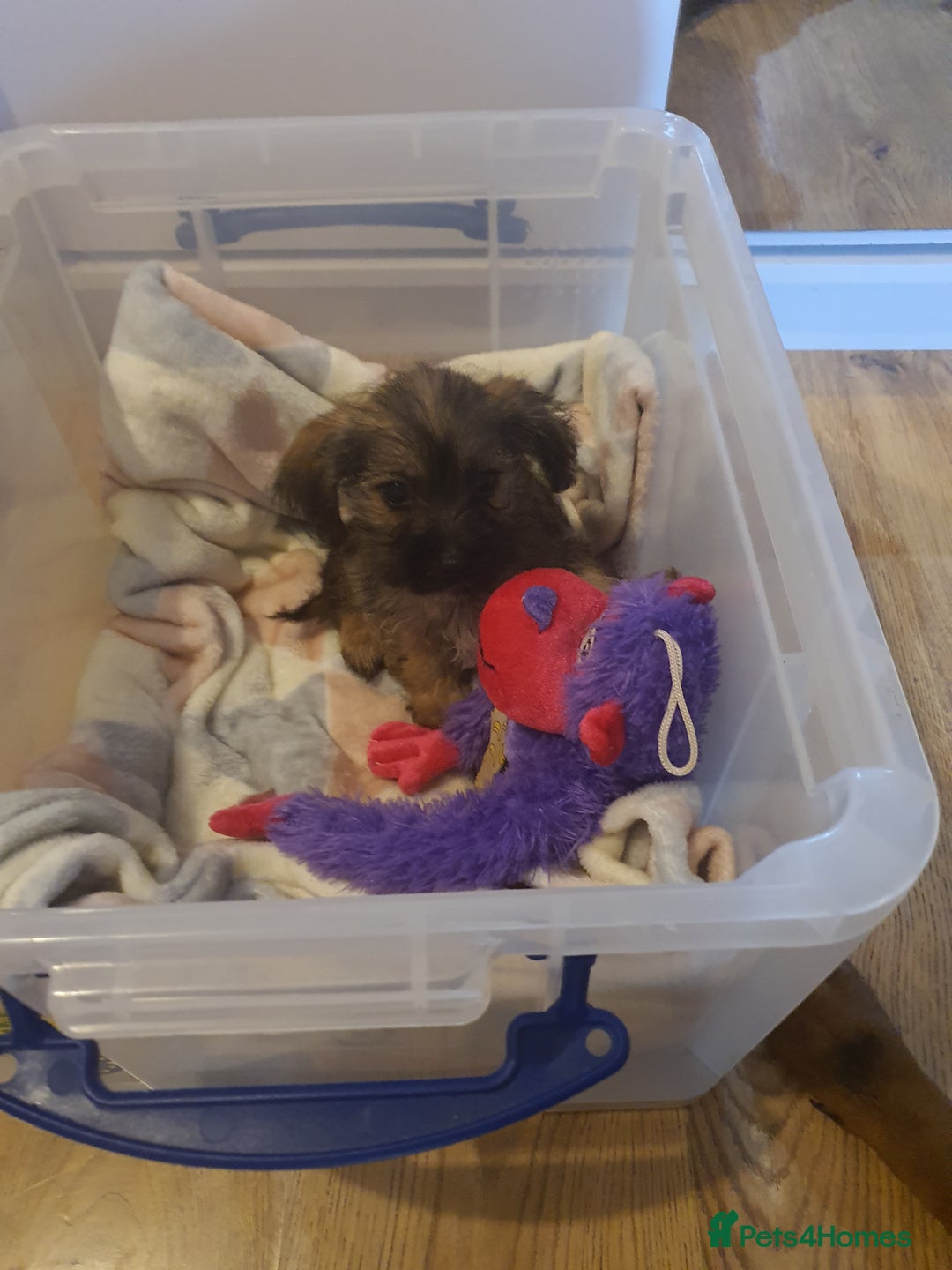 Mixed Breed dogs for sale: Chihuahua x boy - Image 3