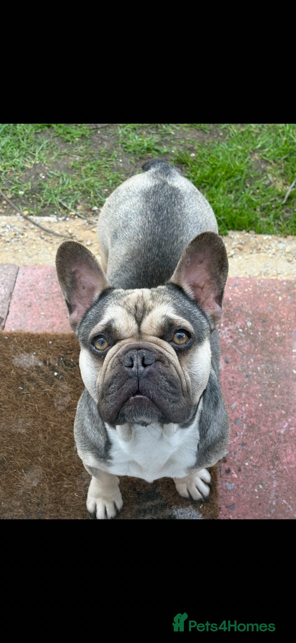 French Bulldog dogs French bulldog - Advert 2