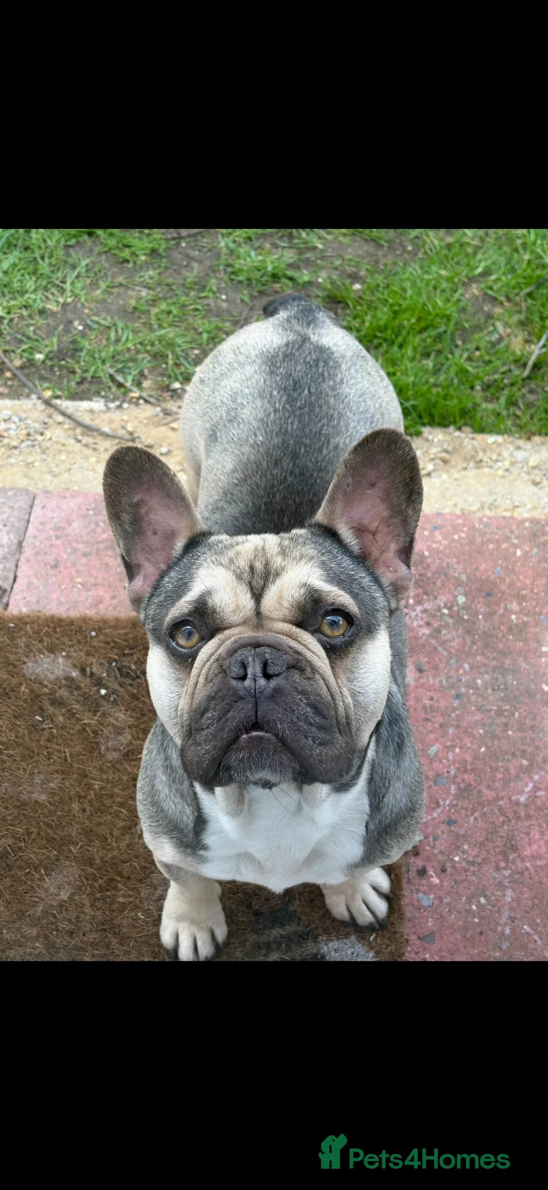 French Bulldog dogs for sale: French bulldog - Advert 1