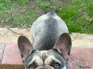 French Bulldog dogs French bulldog - Advert 12