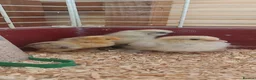 Chickens poultry for sale: Bantam chicks *sablepoot, wyandotte, pekin bantam* - Advert 7