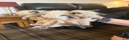 Ragdoll cats for sale: Gorgeous ragdoll kittens  in Bishop Auckland - Advert 2