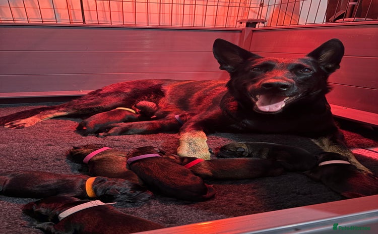 German Shepherd dogs Working German Shepherd Puppies - Advert 3